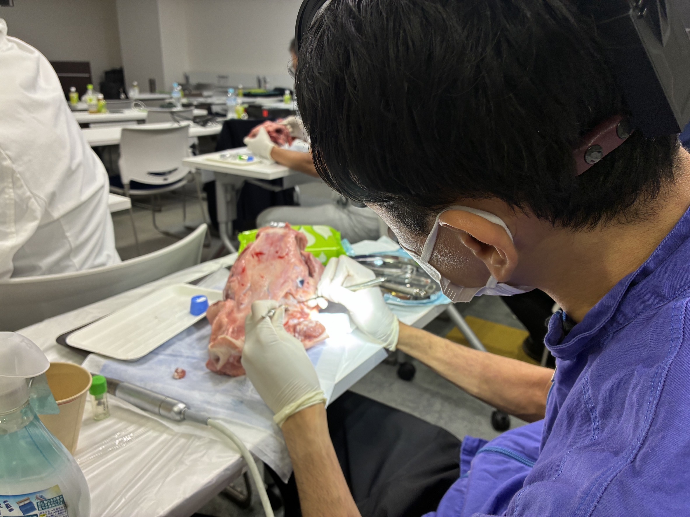 Dentium Dask サイナスリフト　豚顎実習風景2